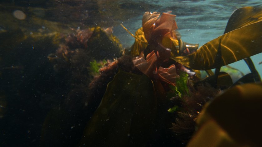 Farmers are being encouraged to trial a Welsh-grown seaweed biostimulant (Photo: Arthur Neumeier)
