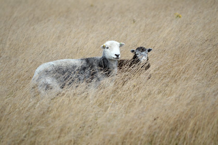 The lambs' owner said the breed, Herdwicks, have a natural ability to jump and their welfare is paramount