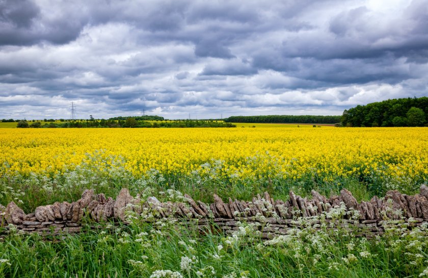 The study's results suggest that relatively simple changes in crop management could help control CSFB
