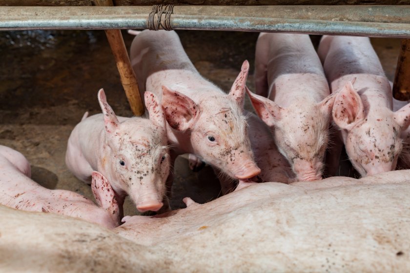 Rabobank's new report forecasts potential contraction in global pork trade during the first half of the year