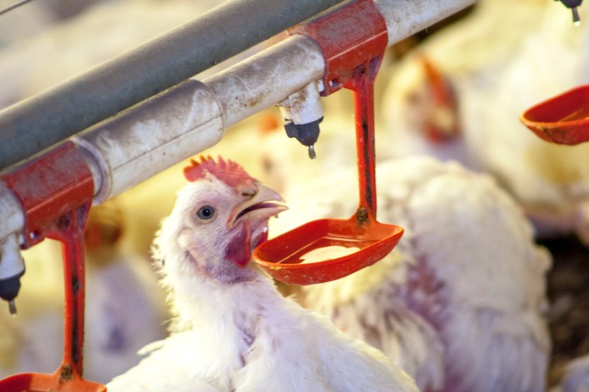 The incident rate of salmonella in broiler flocks is now rising alarmingly