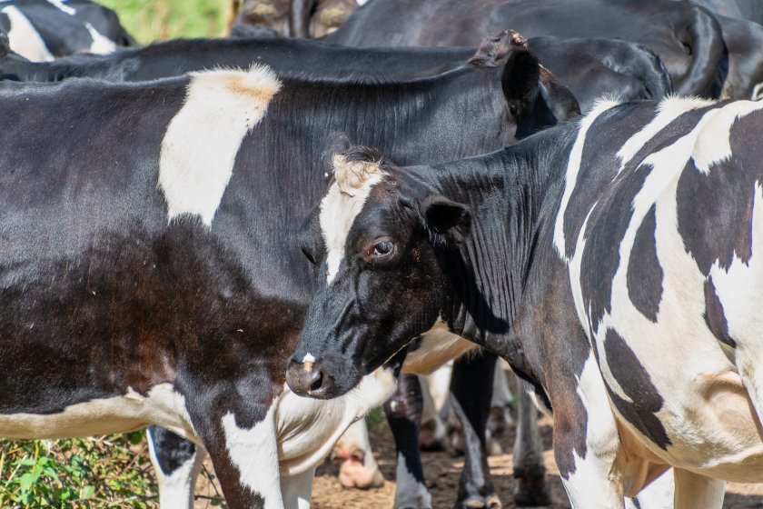 Previously, dairy farmers have had little influence or power with regards to the terms under which they sell their milk