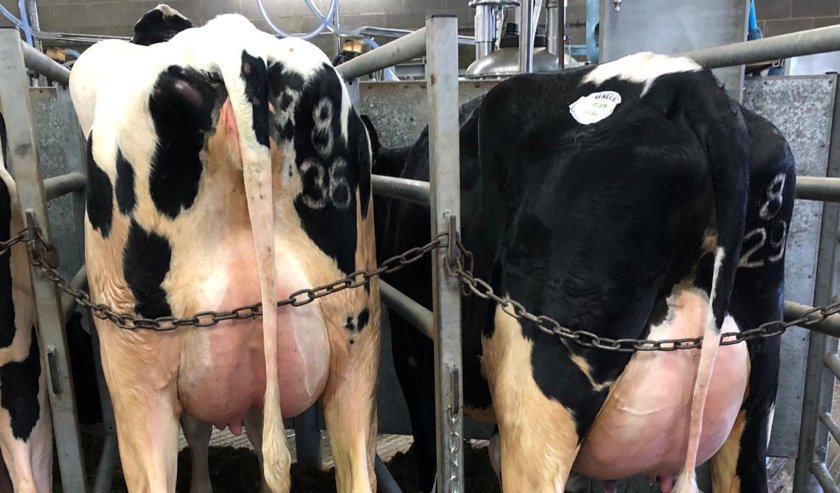 The sale was the best dairy price recorded at Shrewsbury for 18 months since the downturn in milk price