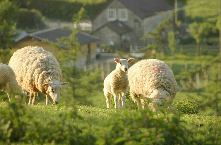 Farmers are being urged by sheep health experts to carefully consider which ewes to worm this lambing time
