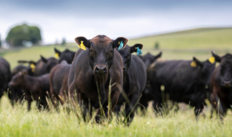 The Gamechanger programme currently includes over 500 farms, with aspirations to grow significantly (Photo: Cogent)
