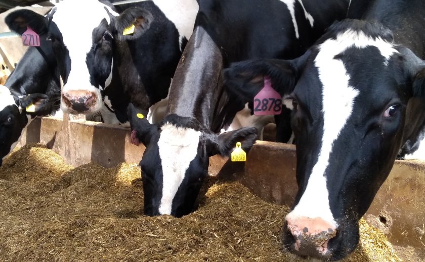 A dairy expert at SAC Consulting recommends farmers to look at the different factors that influence the silage quality