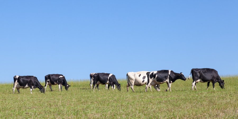 The new agri-tech project has the potential to transform the detection and treatment of dairy cow lameness