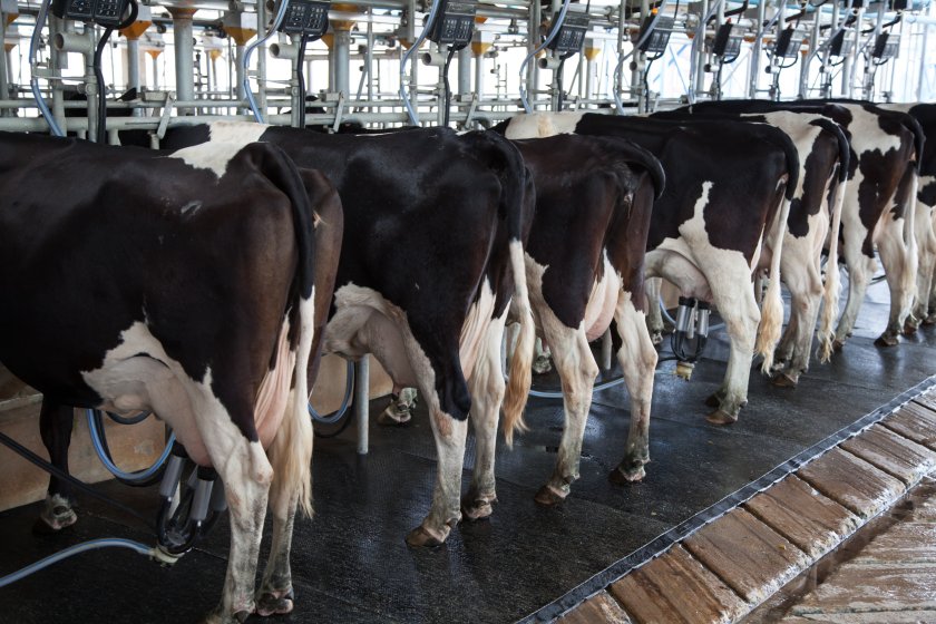 NFU Cymru's dairy board have warned of a ‘huge risk’ to Welsh dairy sector if the SFS proposals go forward