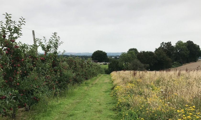 Flower margins were established next to five dessert apple orchards in the UK as part of the research