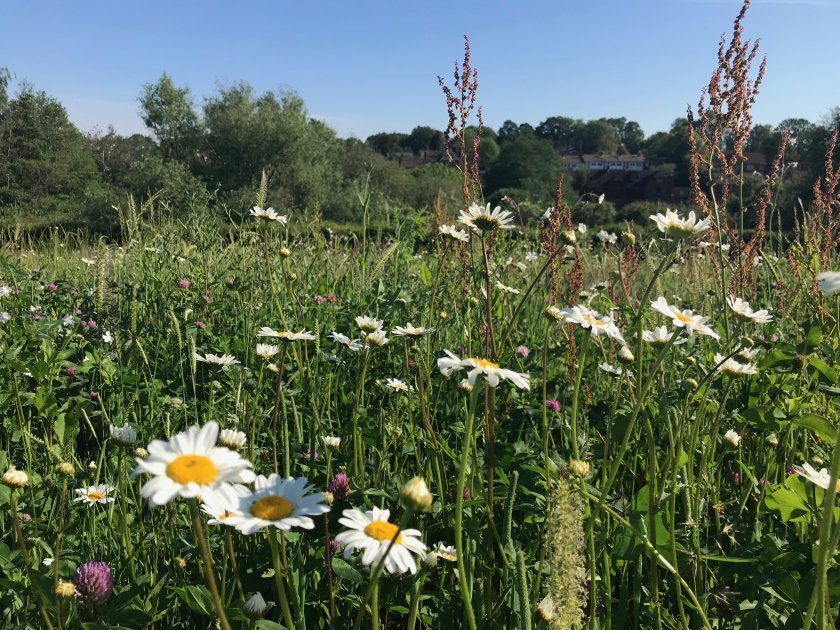 The study utilised large, mature wildflower margins more than five meters wide