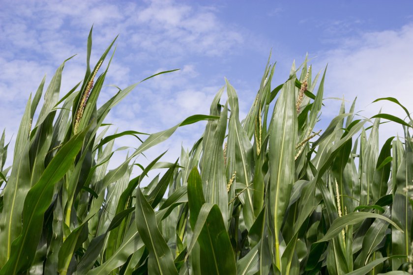High-risk crops, as classified by Defra, include maize, fodder beet, potatoes and other root vegetables