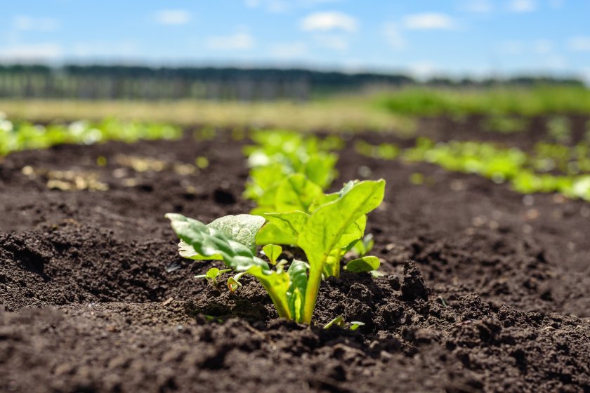 British Sugar will treat sugar beet seed with Syngenta’s Cruiser SB and distribute it to growers