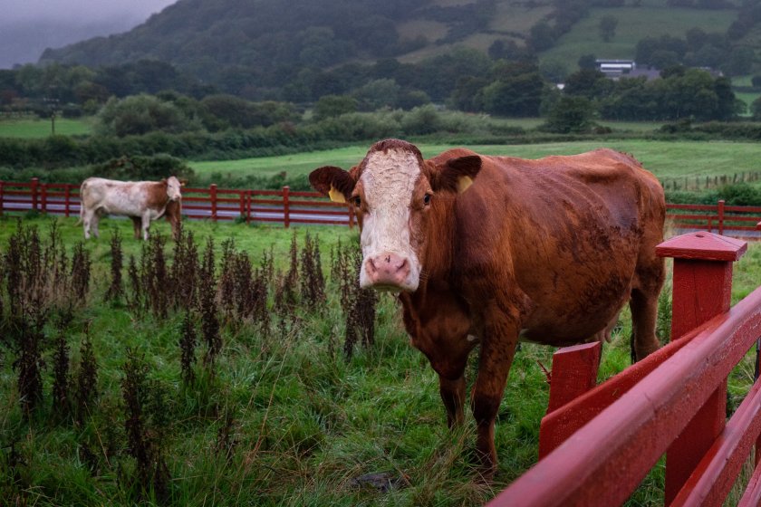 Figures show that in Northern Ireland, 1,500 cattle are culled every month due to bovine TB