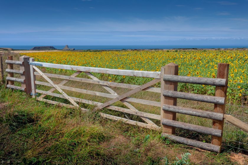 The report makes a series of recommendations, including for the Welsh food and farming industry