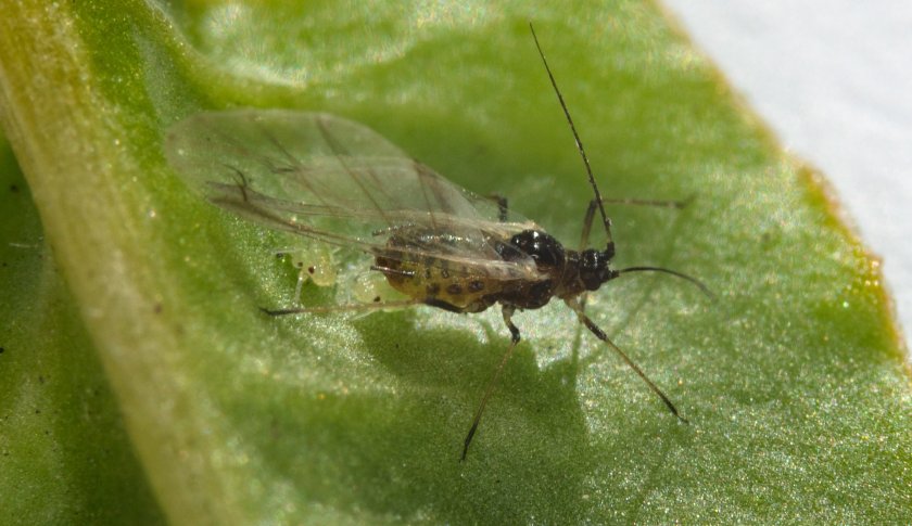 Sugar beet growers are on the verge of another high aphid pressure year, experts say