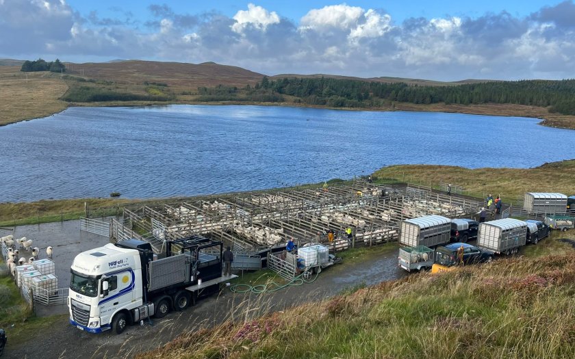 A scheme in Shetland includes testing of all animals coming onto the island, as well as community sheep dipping facilities