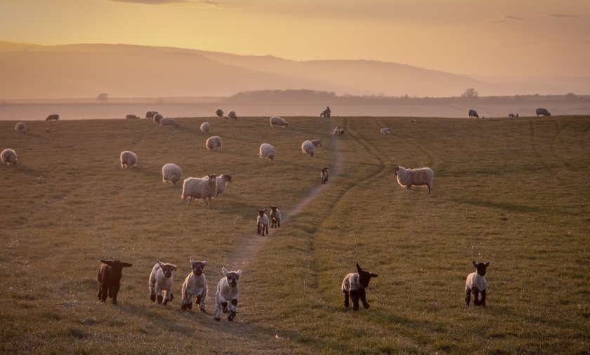 There has been a rise in dog attacks in the South Downs over the past couple of years (Photo: South Downs National Park Authority)