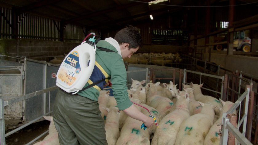 Mortalities due to blowfly strike costs farmers £209 per lamb and £184 per breeding ewe