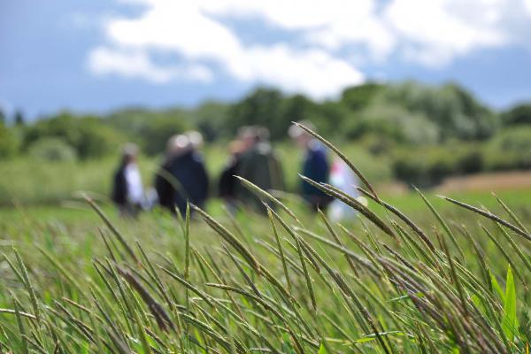 Blackgrass is one of the most problematic and damaging agricultural weeds for wheat growers (Photo: Rothamsted)