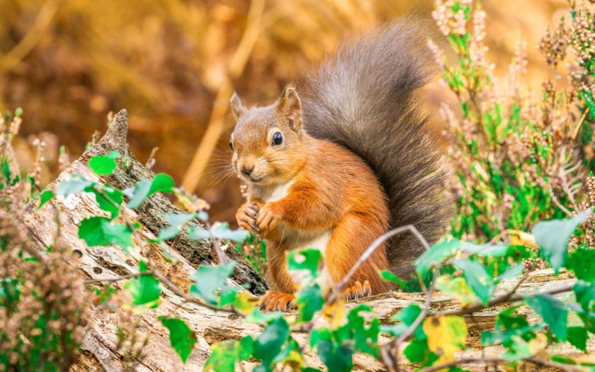 The farm shelters the largest colony of red squirrels in Cumbria