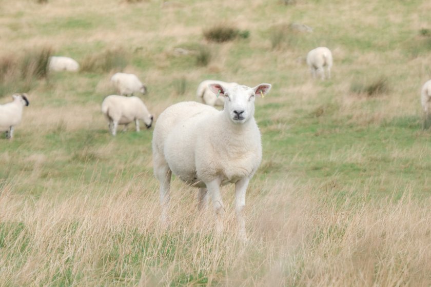 There is no guarantee that UK livestock tags can be used from 1 January 2025