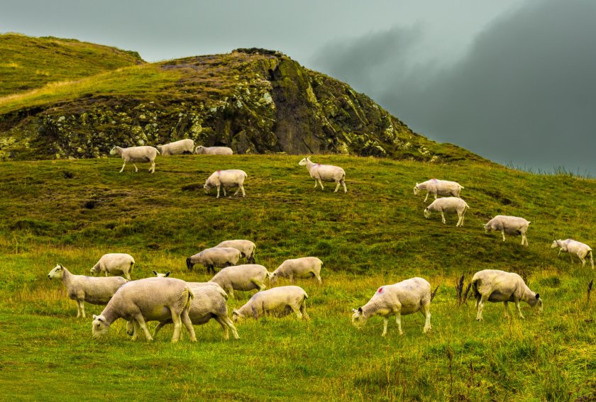 The Scottish government has been urged to put £46 million back into Scotland's agriculture budget