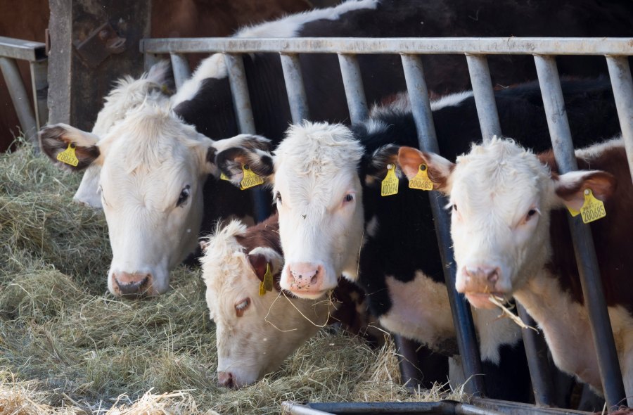   The government has said it will undertake more on-farm field trials of a cattle vaccine to help farmers in the fight against bovine TB