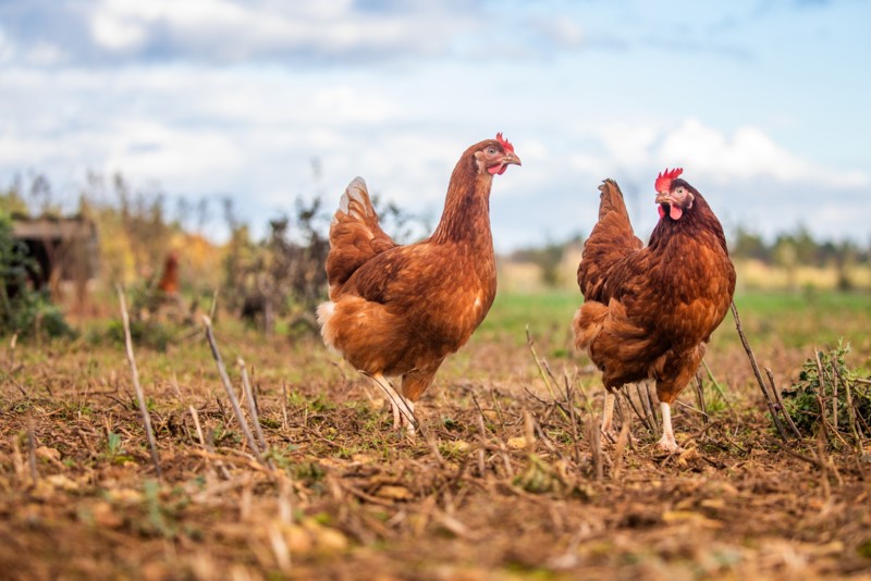 Egg producers had raised concern over implementation of the RSPCA's new, tougher welfare standards