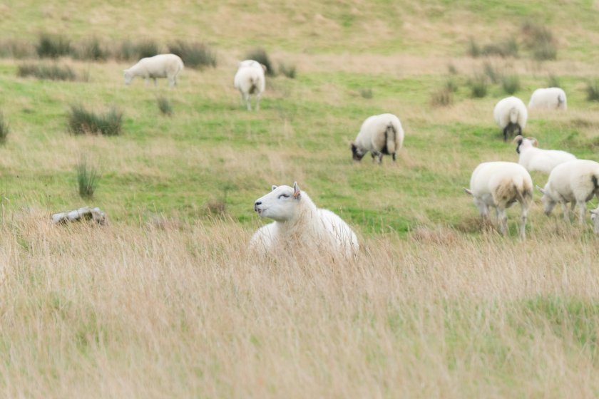 Sheep scab has become a significant burden for the Northern Irish sheep industry in recent years