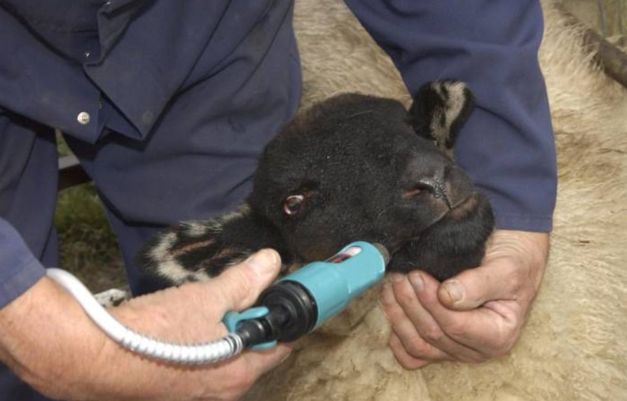 The guide lists all the products available in the UK to treat internal and external parasites (Photo: SCOPS)