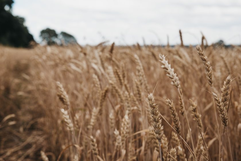 The wet autumn meant lower levels of planting, and continued severe weather resulted in winter losses