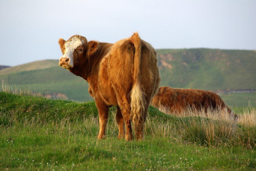 Farmers can apply for a minimum of £1,000 and a maximum of £25,000 for animal health grants