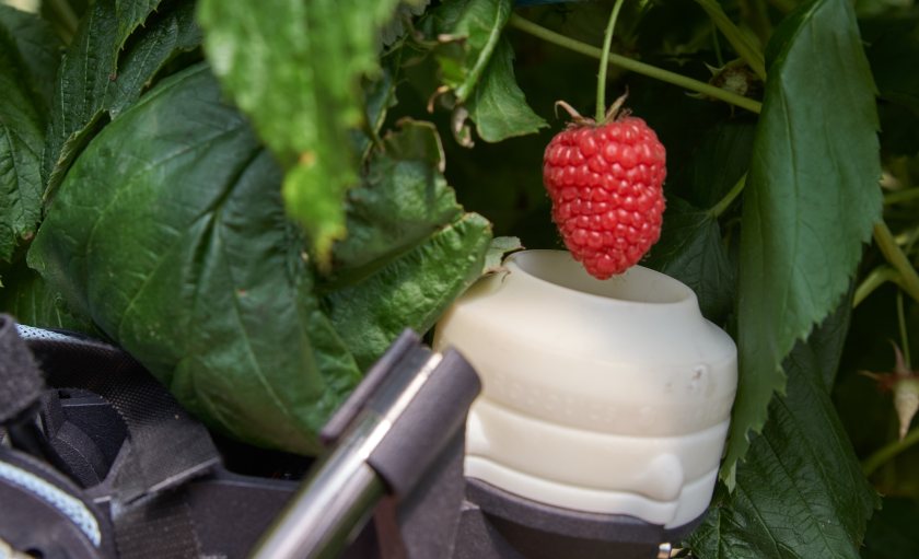 Fieldwork Robotics, based in Cambridge, manufactured the world’s first raspberry-harvesting robot