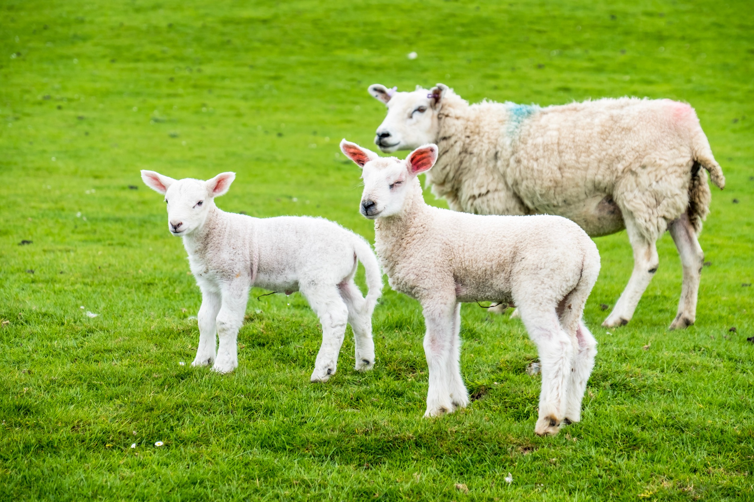 The current agricultural budget is too small to deliver nature-friendly farming ambitions, the petition says