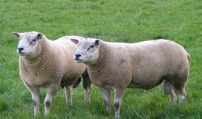 RamCompare has tested 468 terminal sire rams, producing more than 44,000 lambs from commercial ewes