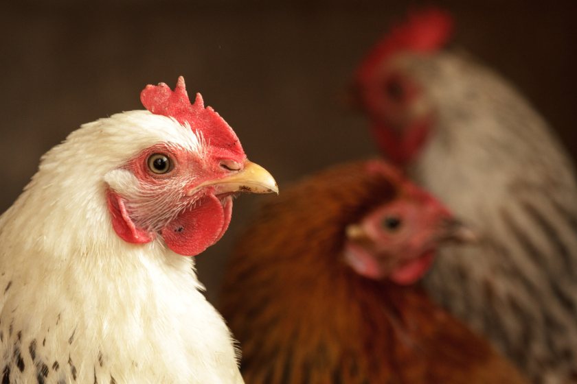 Global poultry market conditions are gradually recovering after a weak second half of 2023, Rabobank says