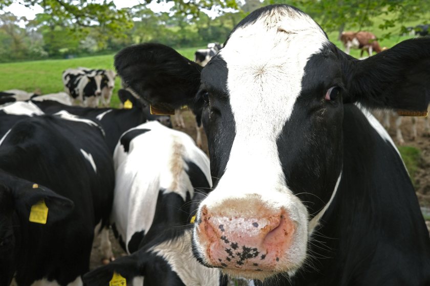 Vaccinated cows developed significantly fewer visible signs of TB than unvaccinated ones