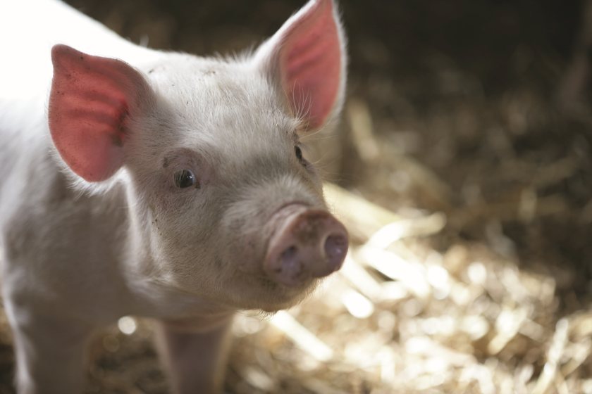 The pig market is showing early signs of seasonal uplift, Quality Meat Scotland (QMS) says