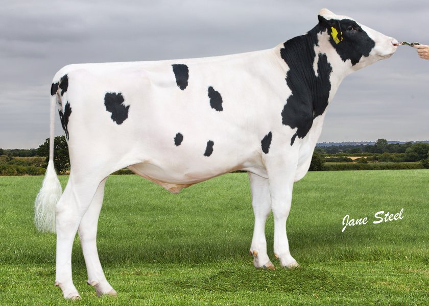 DG Peace is the new number one genomic young sire (Photo: AHDB)