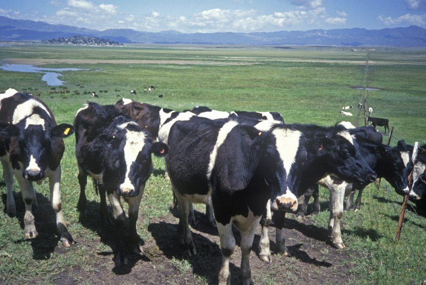 The case in Texas is the first case of avian influenza linked to an exposure to cattle