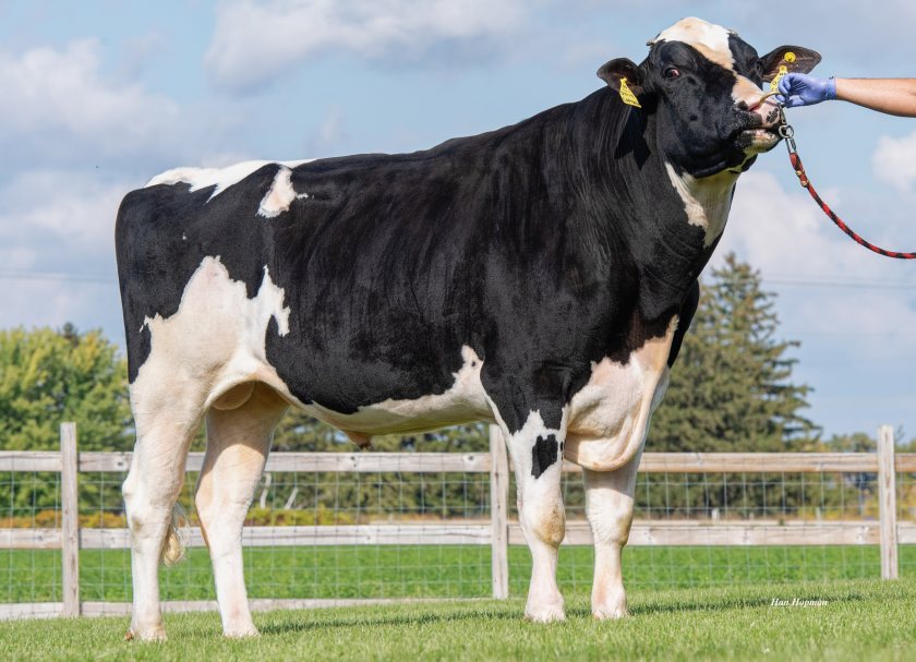 Genosource Captain is the number one daughter-proven sire (Photo: AHDB)