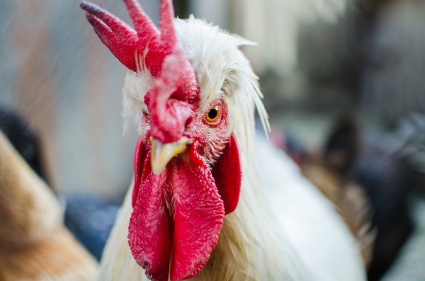 It follows the UK’s worst ever outbreak of avian influenza, with more than 360 cases in poultry since late October 2021