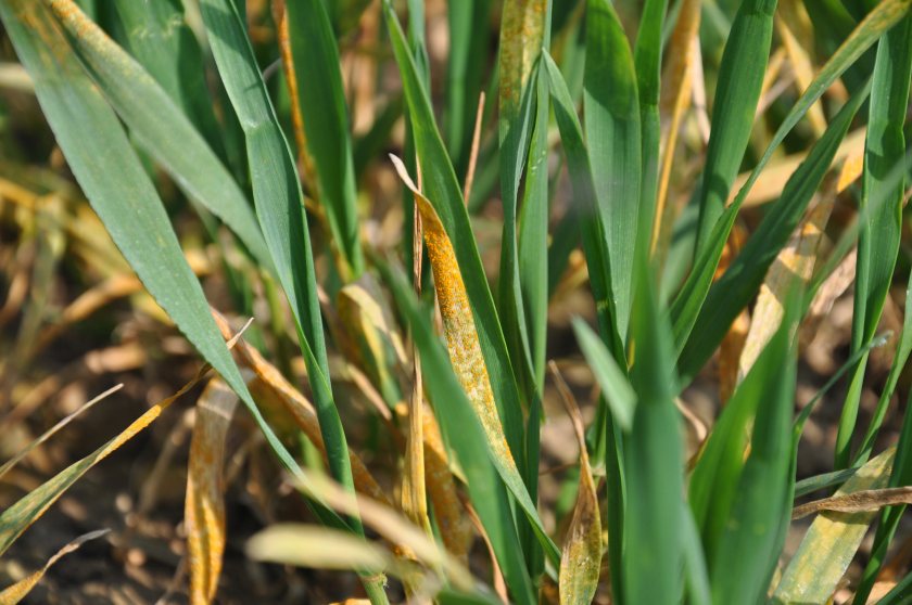 Yellow rust ‘lurking’ in wheat will need cost-effective early control, growers have been urged