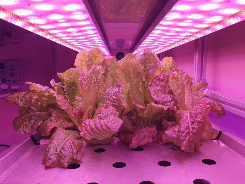 Red romaine lettuce being grown in a VF vertical farm (Photo: ARC Centre of Excellence in Plants for Space)