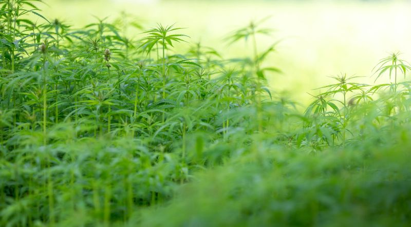 The number of UK hemp licences has grown from six in 2013 to 136 in 2023