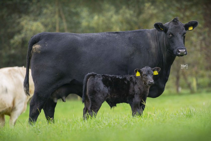 Aberdeen-Angus calves made up 27% of total registrations in 2023, data shows