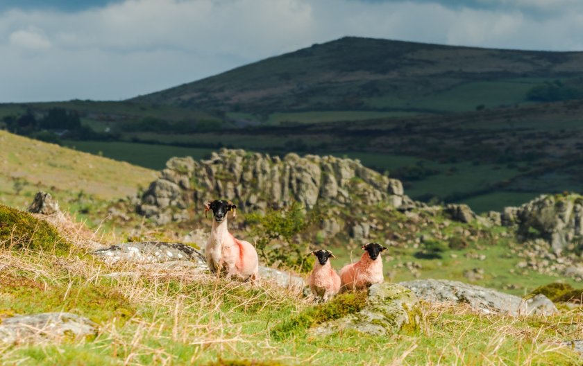 The government recommends a new Land Use Management Group to support the long-term governance of Dartmoor
