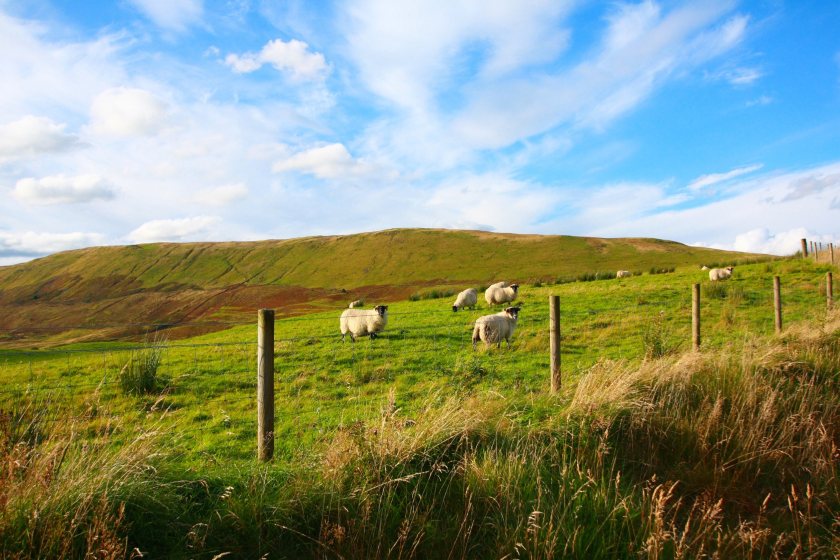 In some areas, the NSA said it was seeing a 'breakdown' in traditional sheep farming and grazing practices