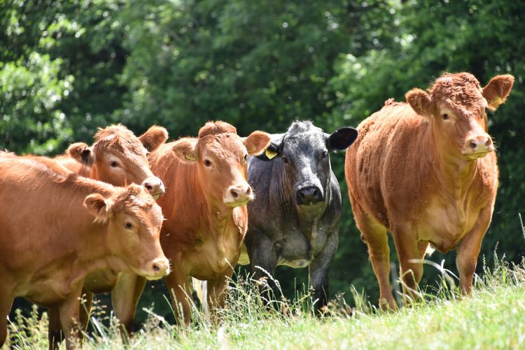 Pointers suggest future price stability in the beef market, a new report says (Photo: HCC)