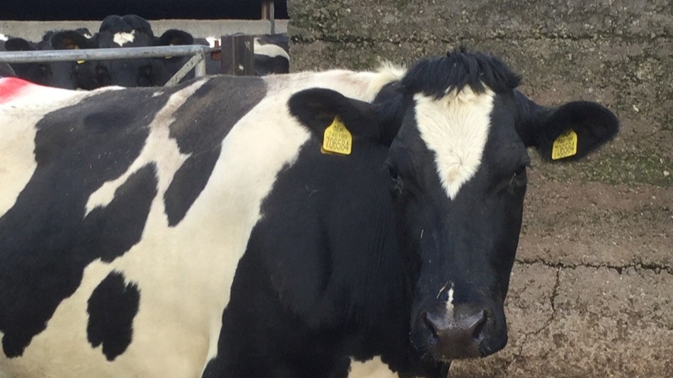 Three members of a Pembrokeshire farming family have been sentenced for deliberately swapping cattle ear tags
